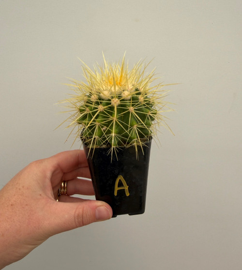 Echinocereus grusonii 2" Pot A - hard grown seedling