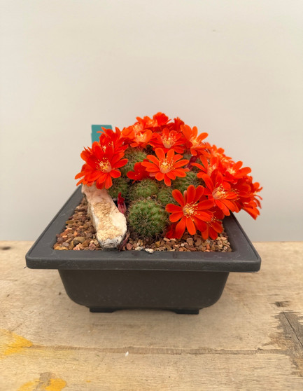 Rebutia graciliflora v. borealis 6" Pot