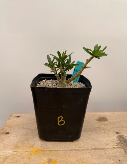 Pachypodium bispinosum x succulentum 6" Pot B