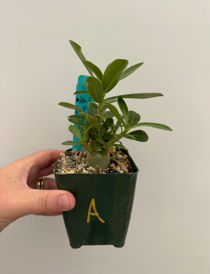 Adenium hybrid 3.5" Pot A
