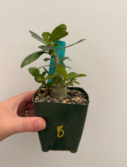 Adenium hybrid 3.5" Pot B