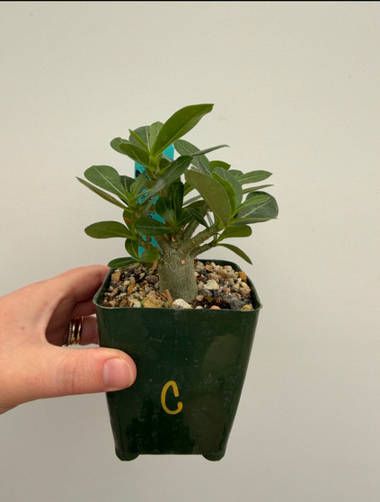 Adenium hybrid 3.5" Pot C