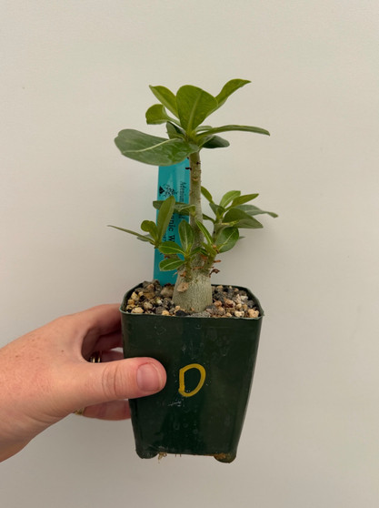 Adenium hybrid 3.5" Pot D