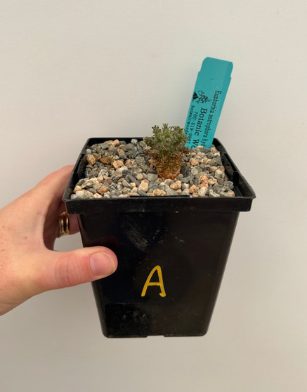 Euphorbia astrophora hybrid 5" Pot A