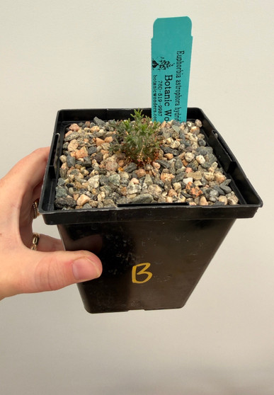 Euphorbia astrophora hybrid 5" Pot B