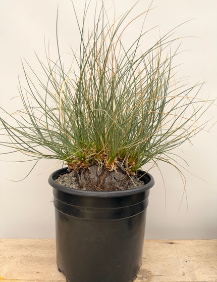 Calibanus hookeri hybrid 3 Gallon Pot
