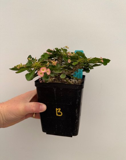 Euphorbia millii x decaryi 5" Pot B