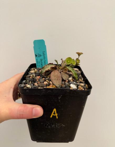 Euphorbia francoisii 5" Pot A