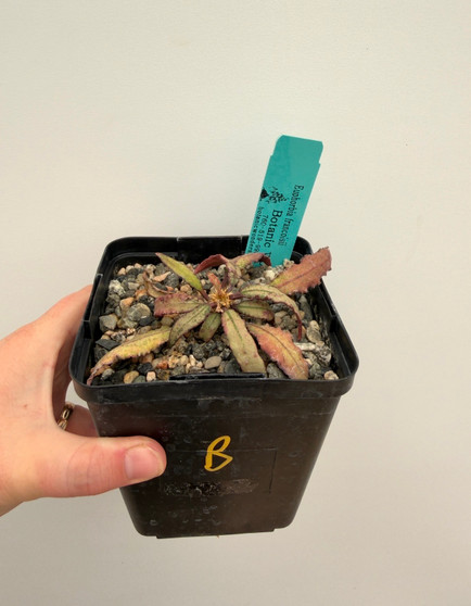 Euphorbia francoisii 5" Pot B