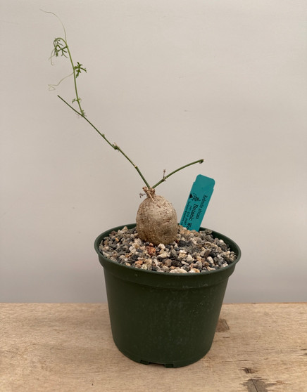 Kedrostis africana 6" Pot