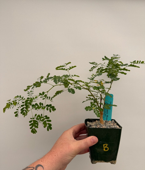 Acacia burkei 3.5" Pot B
