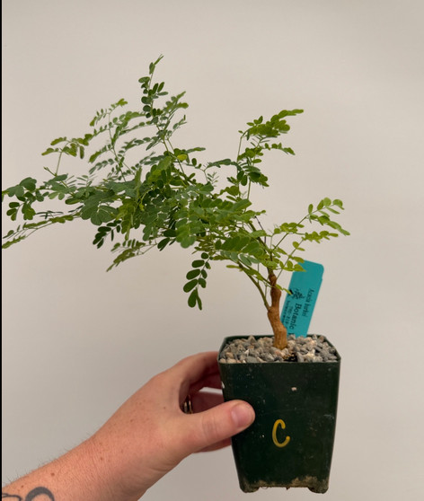 Acacia burkei 3.5" Pot C