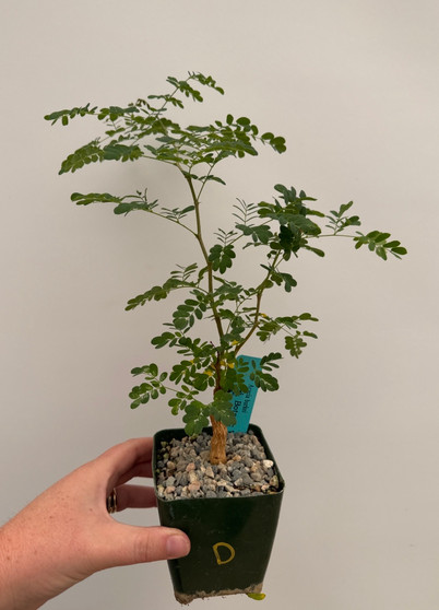 Acacia burkei 3.5" Pot D