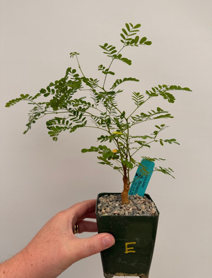 Acacia burkei 3.5" Pot E