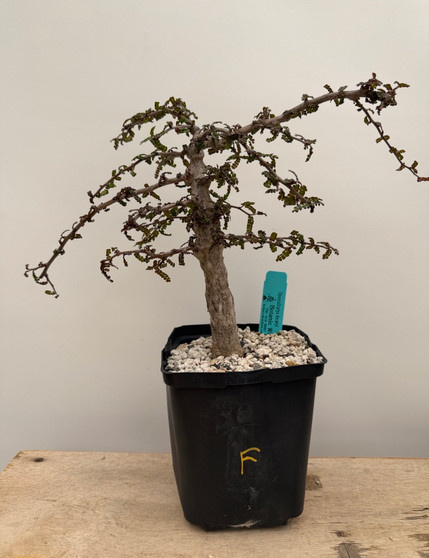 Operculicarya decaryi 6" Pot F