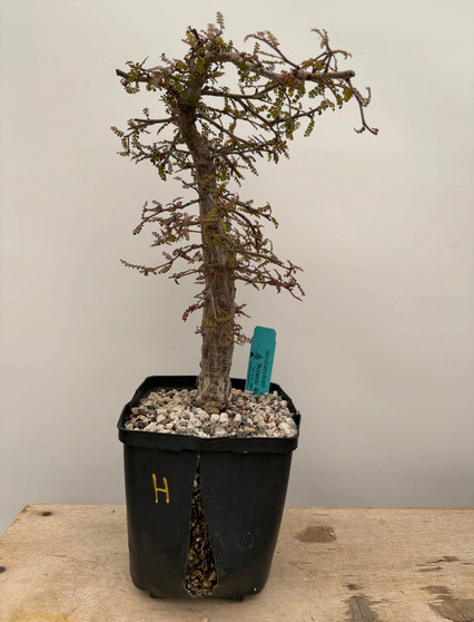 Operculicarya decaryi 6" Pot H