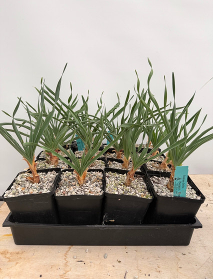 DAILY DEAL - Boophone disticha 5" Pots