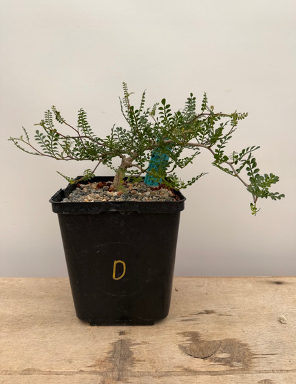 Operculicarya pachypus 6" Pot D