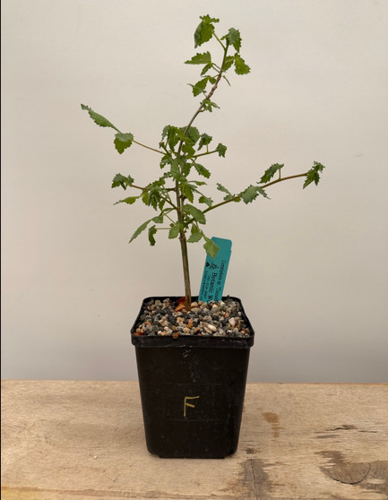 Commiphora sp. "Tanzania" 5" Pot F