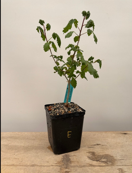 Commiphora sp. "Tanzania" 5" Pot E