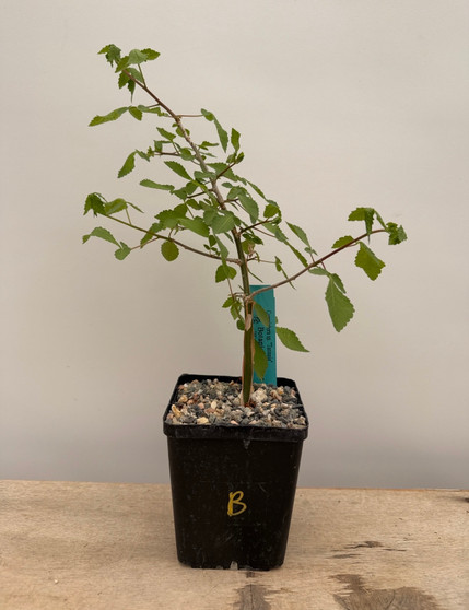 Commiphora sp. "Tanzania" 5" Pot B