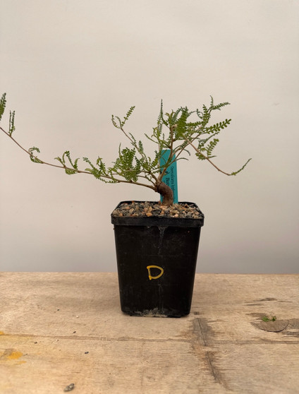 Operculicarya hyphaenoides 5" Pot D - Root cutting