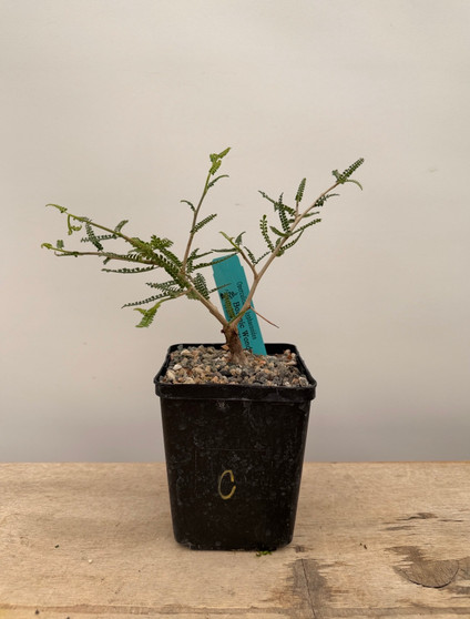 Operculicarya hyphaenoides 5" Pot C - Root cutting
