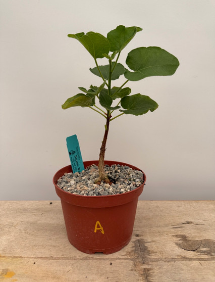 Ficus tettensis 6" Pot A
