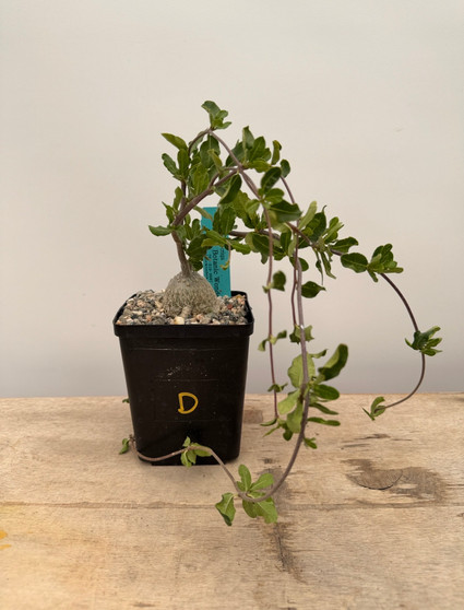 Fockea crispa 5" Pot D