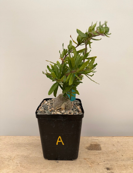 Fockea crispa 5" Pot A