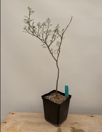 Bursera microphylla "Watermans Mountain" 6" Pot