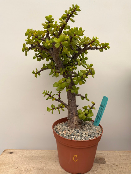 Portulacaria afra 'Cork Bark' 6" pot C