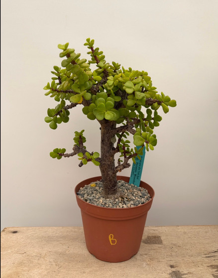 Portulacaria afra 'Cork Bark' 6" pot B