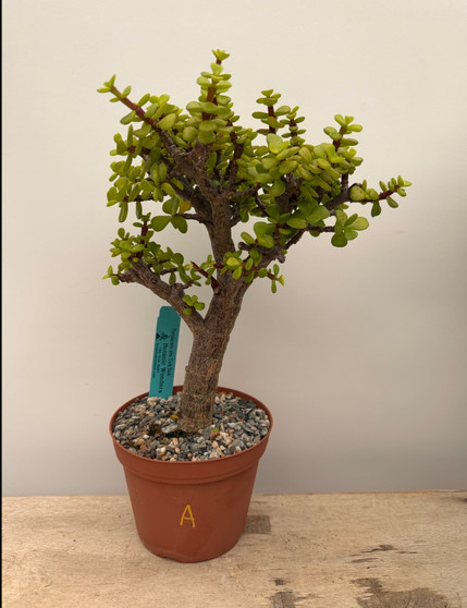 Portulacaria afra 'Cork Bark' 6" pot A