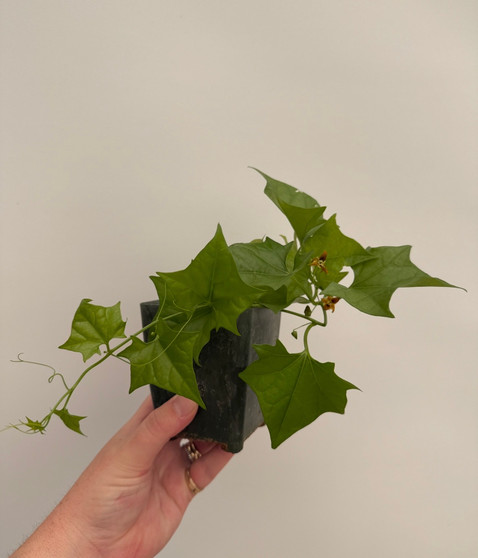Gerrardanthus macrorhizus 3.5" pots
