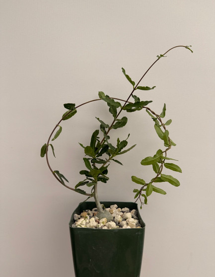 Fockea crispa 3.5" Pots