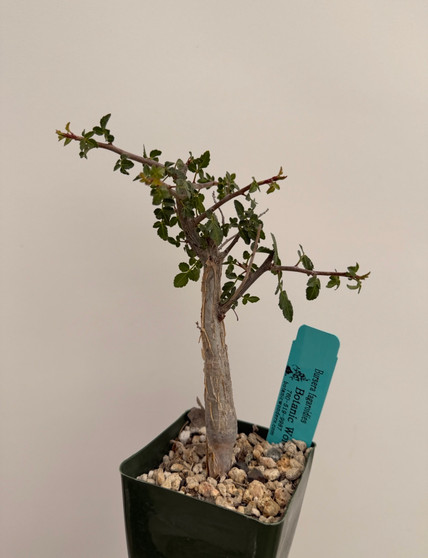 Bursera fagaroides 3.5" Pots