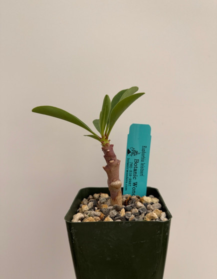 Euphorbia leistneri 3.5" Pots
