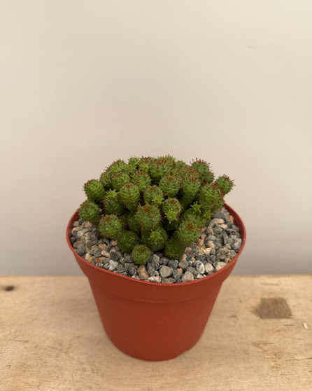Euphorbia mammillaris 'Monstrose' 6" Pots