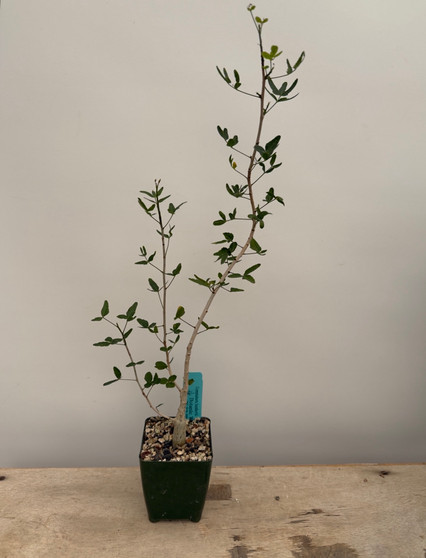 Commiphora humbertii 3.5" Pots