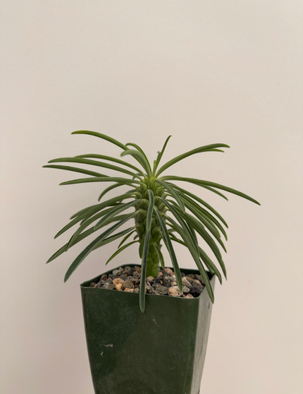 Euphorbia publiglans 3.5" Pots