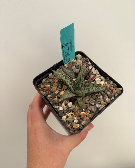 Gasteria ellahpiae 5" Pot