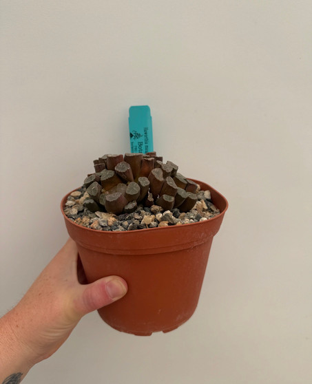 Haworthia maughanii 6" Pot