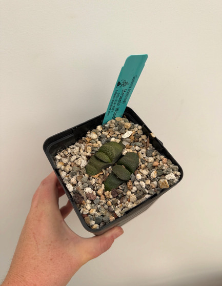 Gasteria armstrongii 5" Pot