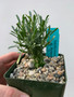DAILY DEAL - Euphorbia schoenlandii 3.5" Pots - Seedgrown here at BW Nursery!