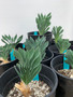 Boophane haemanthoides 1 Gallon pot - Rare winter-growing Bulb with wavy blue leaves! Seed-grown here at BW!