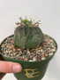 Euphorbia hybrid 6" Pot E
