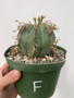Euphorbia hybrid 6" Pot F