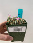 Conophytum violaciflorum 3.5" Pot A - Multi-headed cluster!