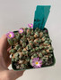 Conophytum violaciflorum 3.5" Pot A - Multi-headed cluster!